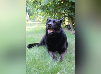 Hündin Elsa sucht ein Zuhause
