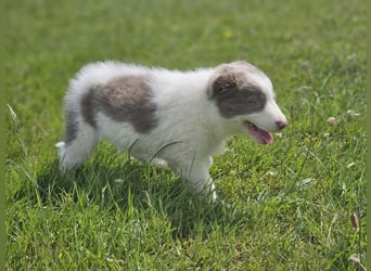 Border Collie Welpen -  Rüden