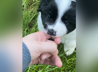 Mini Aussie - Miniature American Shepherd