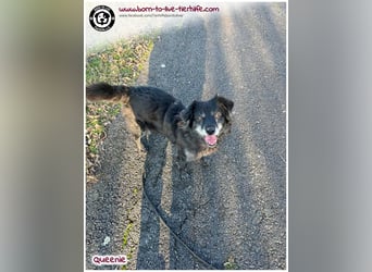 Freundliche QUEENIE sucht ein liebes Zuhause