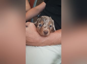 Zuckersüße Jack Russel- Dackel Welpen in liebevolle Hände abzugeben !