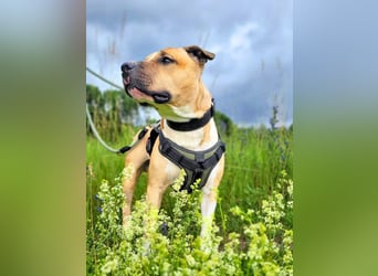 Kalle - freundlicher Mini Bullterrier-Mix