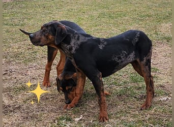 Louisiana Leopard - Catahoula