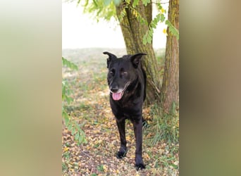 Mino: Stark, treu und voller Liebe