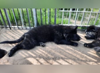 Altdeutsche Schäferhund Welpen