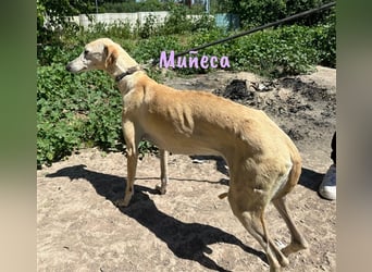 Muñeca 01/2019 (in Deutschland) - ausgeglichene und liebevolle, ganz besondere Galga!