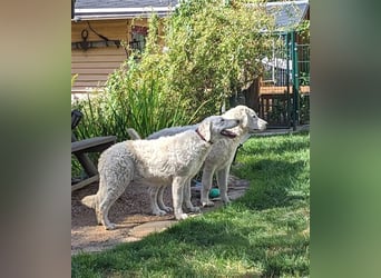 Kuvasz Welpen - Zucht - vom Crystal Diamonds - Mitglied im VDH/ FCI.