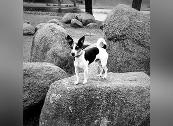 Reinrassiger Jack Russell Terrier