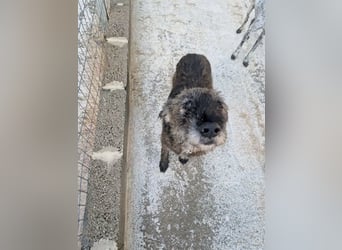 Kleiner Schnauzermischling BALIN sucht eine eigene Familie