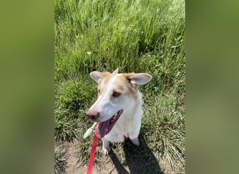 LEEBA - Ein Herz auf vier Pfoten sucht ihr Zuhause Zuhause oder Pflegestelle zum 06.09.2025 gesucht!