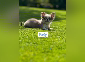 Chihuahua Welpen