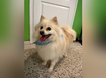 Monty SR – Schatz sucht Ruhe