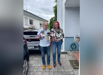 American Zwergschnauzer Braun weiß geb 05.04.2025