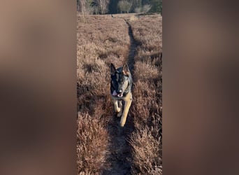 Lieber Schäferhund Rüde