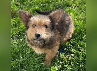 Josefine, Norwich Terrier-Mischling