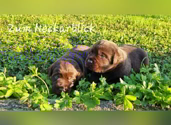 Labrador Welpen in der Farbe chocolate und blond vom Züchter