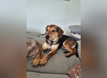 ♥URIEL♥ auf Pflegestelle bei Köln - so aufgeschlossener, lieber, lebhafter Viszla-Mix-Junghund 47cm