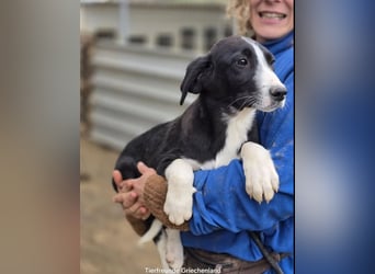 Hübscher Elvis sucht Zuhause für immer!