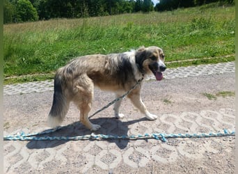 Ares- in 09526 Olbernhau auf Pflegestelle
