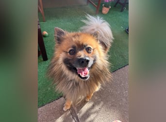 Bailey-SR, hübscher Kerl sucht ein Zuhause.