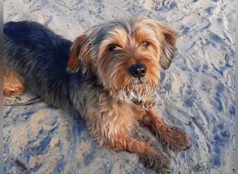Toby sucht eine neue Familie