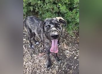 Benno: Traumhund für aktive Menschen
