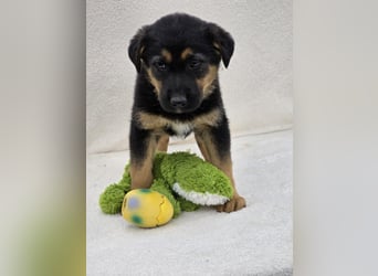 Nico, einer von 7 Welpen der die Welt erkunden möchte