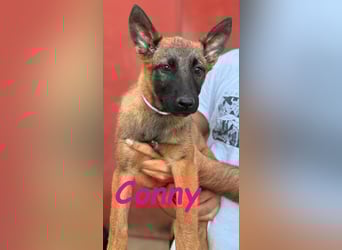 Conny 11/2024 (ESP) - lebensfrohe Malinois-Schäferhund-Mix Welpin!