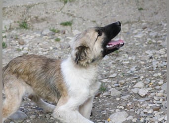 Gut gelaunter FRITZI sucht liebevolles Zuhause