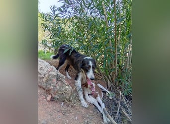 LOLA-die sanfte Schokopodenca auf der Suche nach ihrem Für-immer-Zuhause