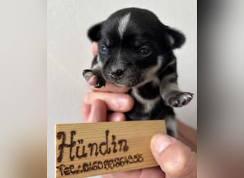Chihuahua Welpen ab 22.08 abzugeben