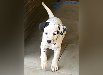 Magic Little Spots - tolle Dalmatinerwelpen aus verantwortungsvoller VDH Zucht