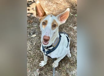 Barbi, sucht dringend einen neuen Platz