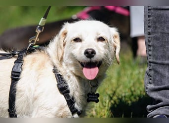 Babette, Mix Podengo / Terrier, lieb und verträglich