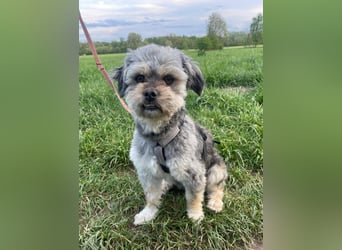 Traumhund ZEP, auf Pflegestelle in 90765 Fürth, sucht sein Zuhause!
