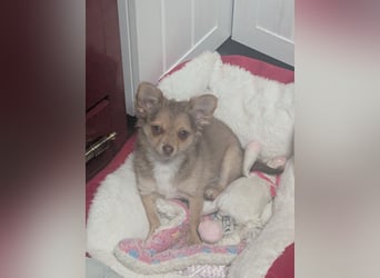 Chihuahua Rüden