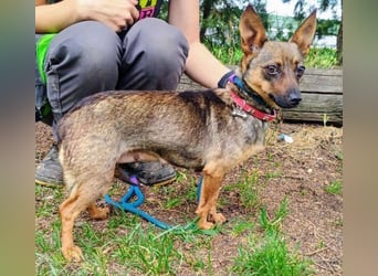 Uschka, Pinscher Mischling