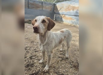 Zoe, eine tolle Hündin