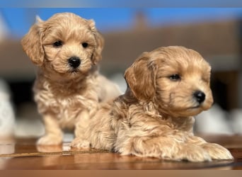 Rarität. Echte Teddybär Maltipoo Welpen in tollem Apricot abzugeben. Malteser/Pudel