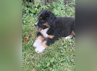 BernerSenne/ Australian Shepard