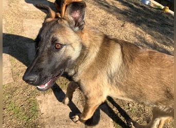 Nala - in 50127 Bergheim auf Pflegestelle