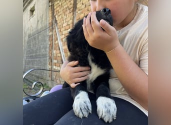 Billy ein kleiner Schatz