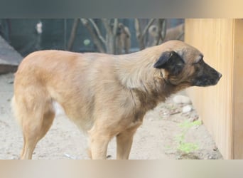 STEVE, Rüde, 9 Jahre, 53cm, Mischling, Tierschutz