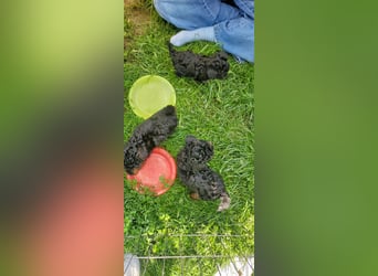 3 Minipudel/Zwergpudelwelprn hypoallergen!