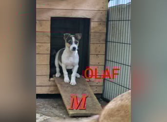 Olaf, kleiner Junghund, ca, 2 ¾ Jahre, schüchtern, vorsichtig, neugierig, sozial