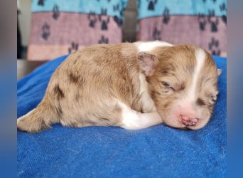 Bezaubernde Welpen aus Bolonka Zwetna und Pomeranian (Zwergspitz)