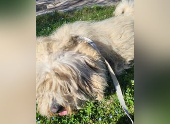 Teddy ❤️ lieb, aktiv - Malteser-Mix Rüde