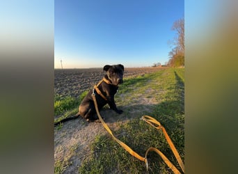 Zuckersüße xxl bully - pitbull hündin