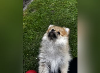 Zwergspitz  Pomeranian