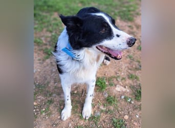 Dacapo (Spanien) – ein sanfter Senior sucht ein liebevolles Zuhause
